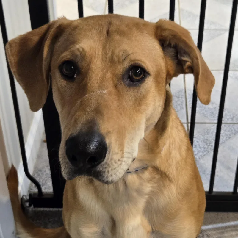 An adult large-sized male Yellow / Tan / Blond / Fawn Mixed Breed dog named Kanva for adoption in Normal, IL