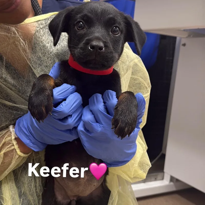 A baby small-sized female Black Rottweiler dog named Keefer A for adoption in Mission Hills, CA