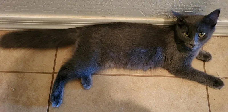 A baby small-sized female Gray / Blue / Silver Domestic Medium Hair cat named Kia ParcFermé for adoption in Chandler, AZ