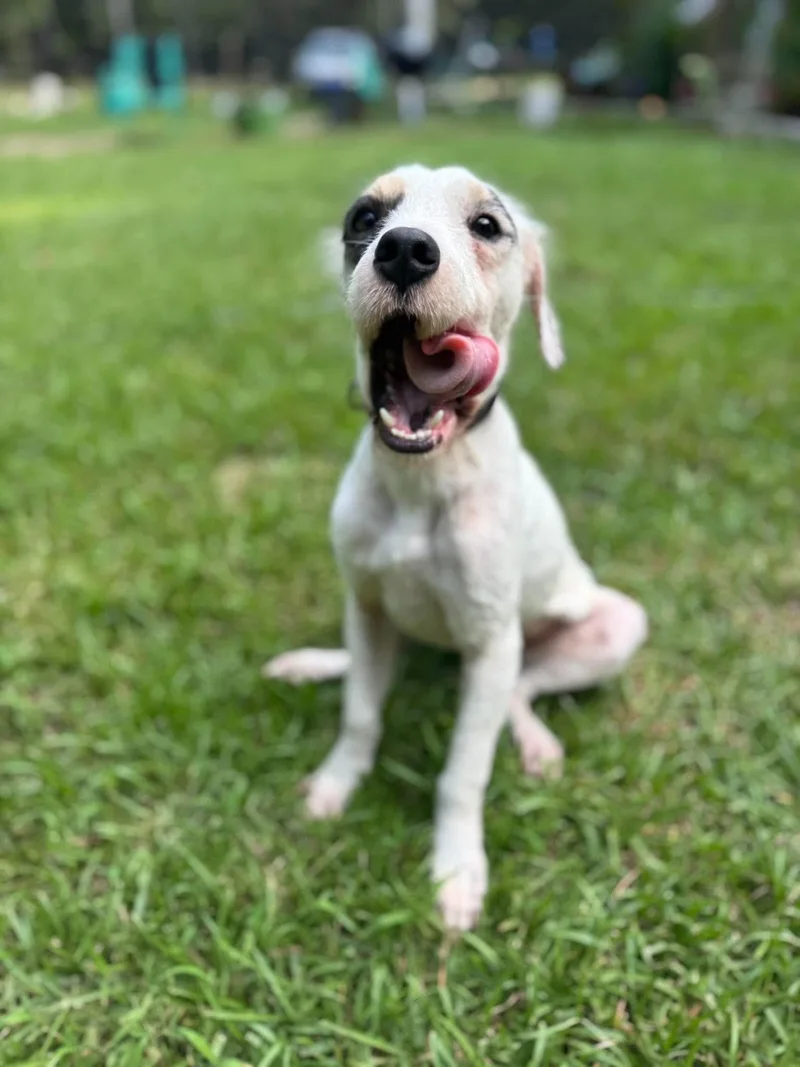 An adult small-sized male Mixed Breed dog named Ricky Bobby for adoption in Mount Pleasant, SC
