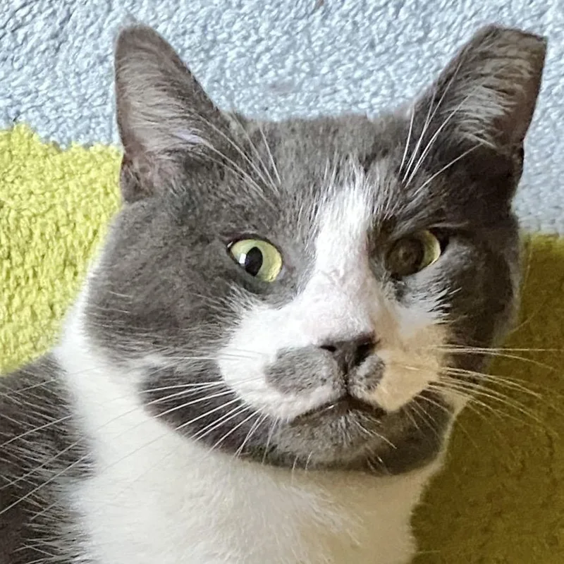 An adult large-sized male Gray / Blue / Silver Domestic Short Hair cat named Richard for adoption in Durham, NC