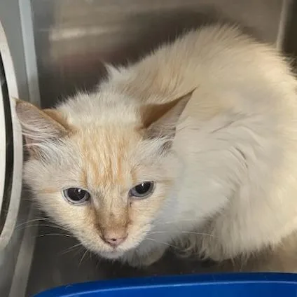 A senior medium-sized male White Domestic Long Hair cat named Polar for adoption in Durant, OK