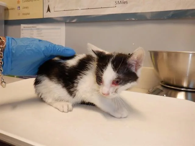A baby small-sized male Domestic Short Hair cat named Joey for adoption in San Jose, CA