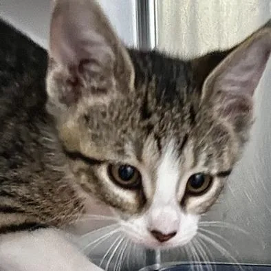 A baby small-sized male Black & White / Tuxedo American Shorthair cat named Blackgreywhiteboy for adoption in Poplar Bluff, MO