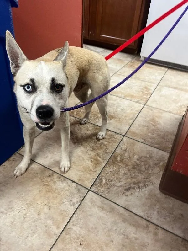An adult large-sized male Brown / Chocolate Mixed Breed dog named Optimus Prime for adoption in Cincinnati, OH