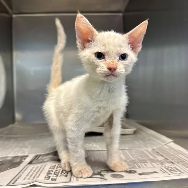 A baby small-sized female Domestic Short Hair cat named Sidney for adoption in Riverside, CA