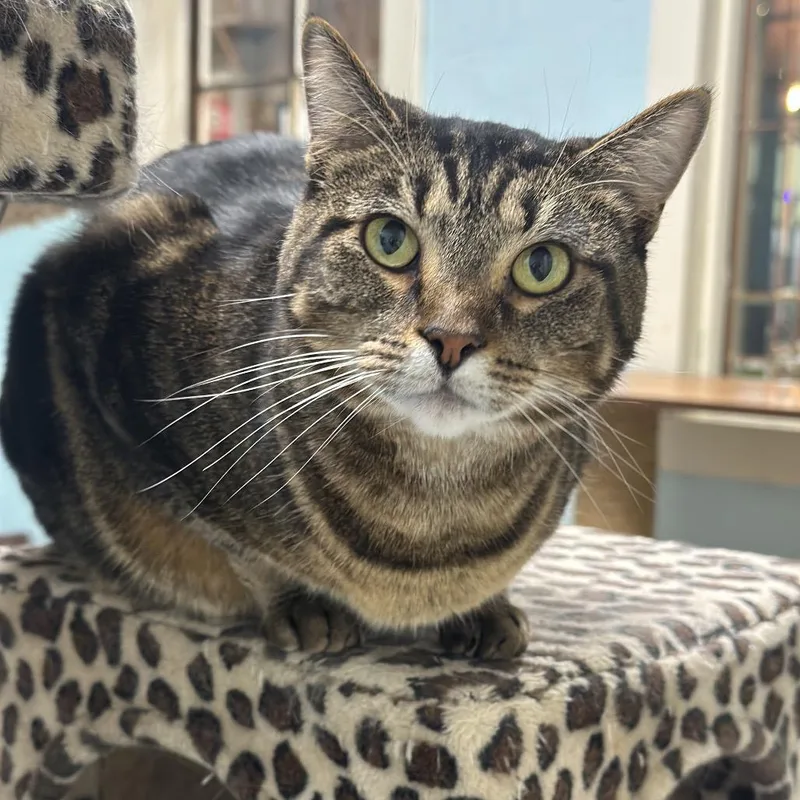 An adult large-sized female Brown / Chocolate Domestic Short Hair cat named Sage for adoption in Mount Juliet, TN