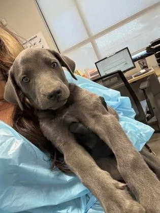 A baby small-sized male Hound dog named Bayou for adoption in Fresno, CA