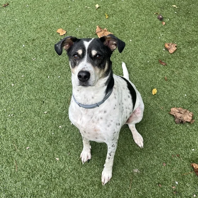 A senior medium-sized female Catahoula Leopard Dog dog named Sadie for adoption in Salisbury, NC