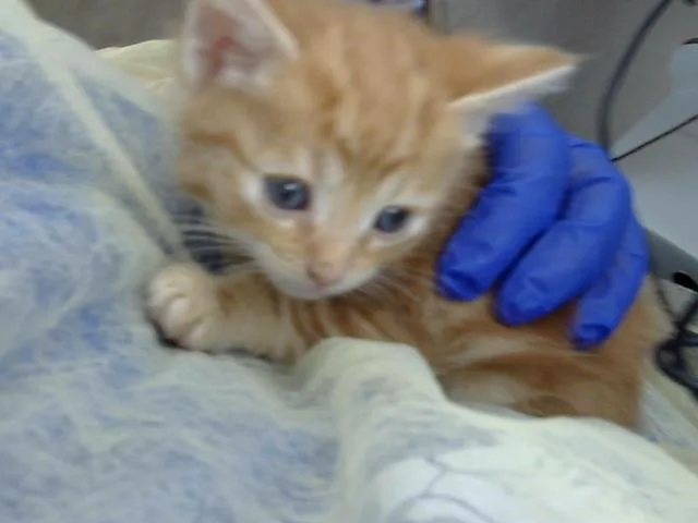 A baby medium-sized female Domestic Long Hair cat named Lobster for adoption in Dallas, TX