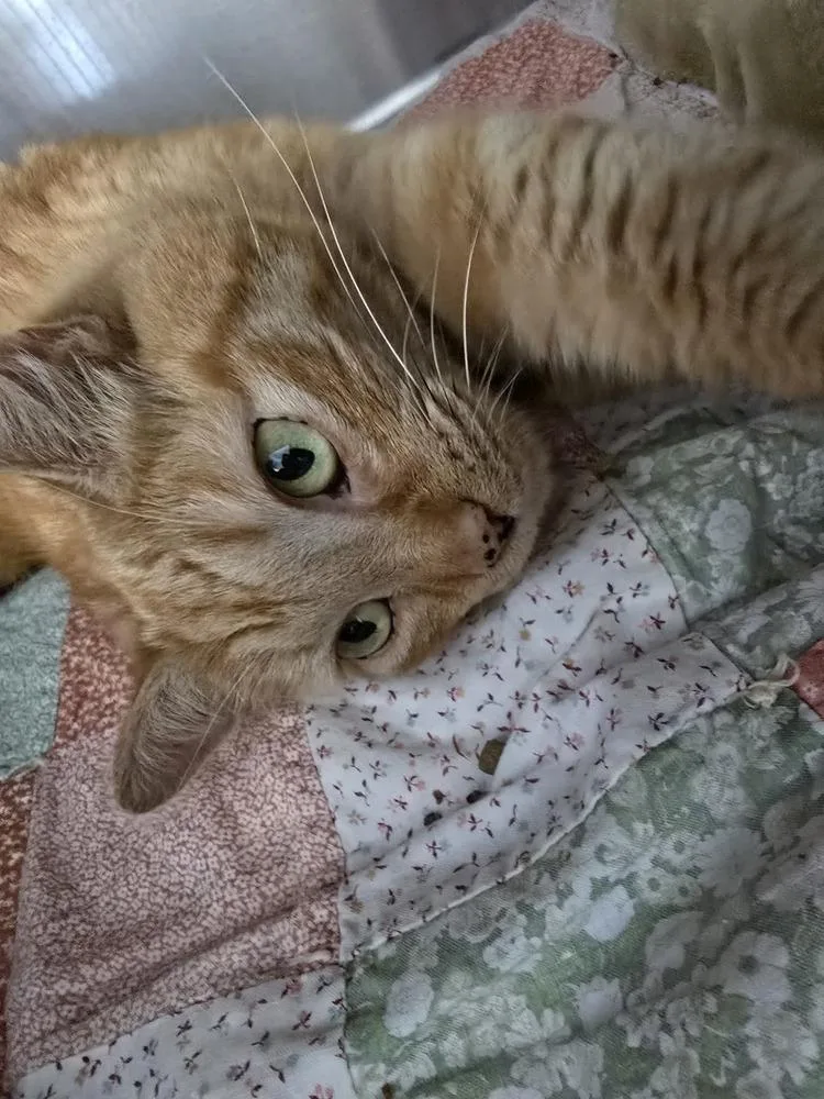 An adult small-sized female Tabby (Orange / Red) Domestic Short Hair cat named Brett for adoption in Southbury, CT