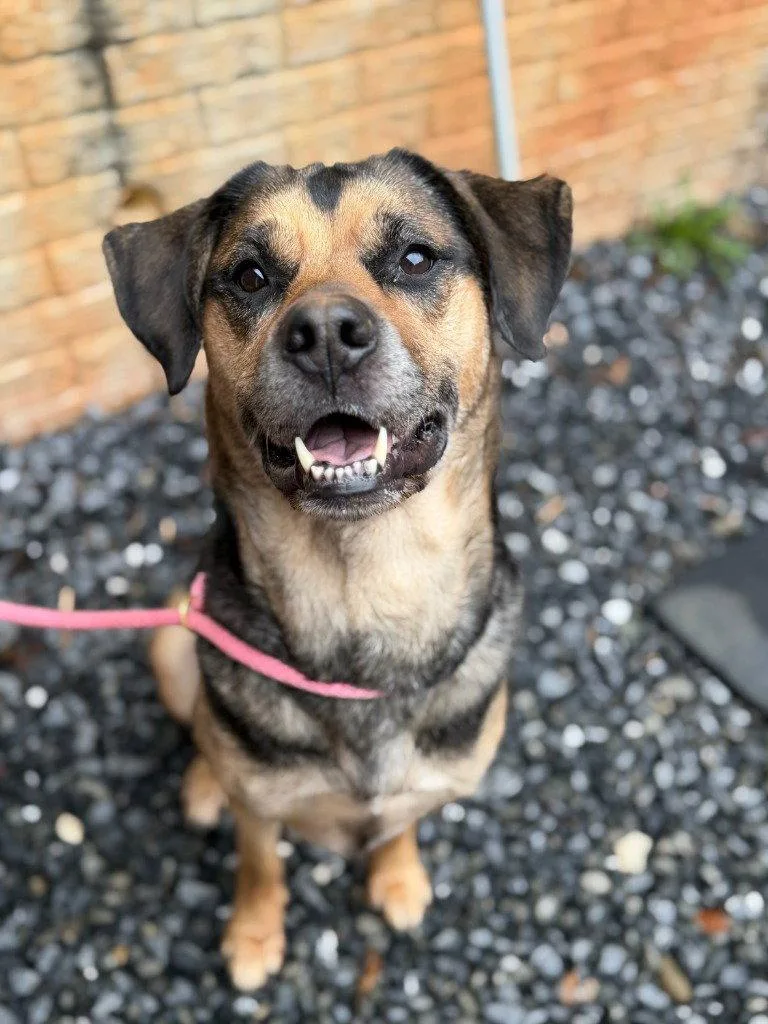 An adult large-sized female German Shepherd Dog dog named Whya for adoption in Lovingston, VA