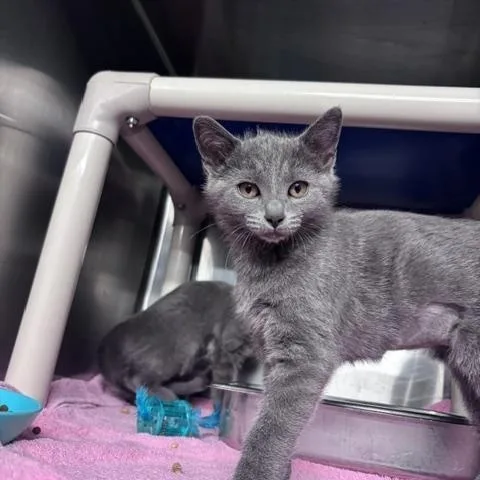 A baby small-sized female Gray & White Domestic Short Hair cat named Koala for adoption in Marion, NC