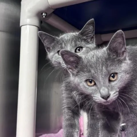 Koala thumbnail 2