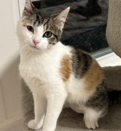 A young medium-sized female Domestic Short Hair cat named Mabel for adoption in Verona, WI
