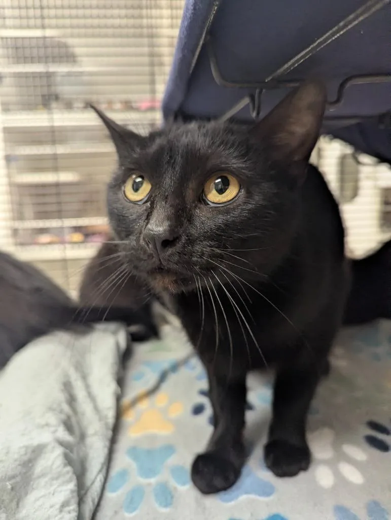 A young medium-sized female Domestic Short Hair cat named Tundra for adoption in Johnson City, TN