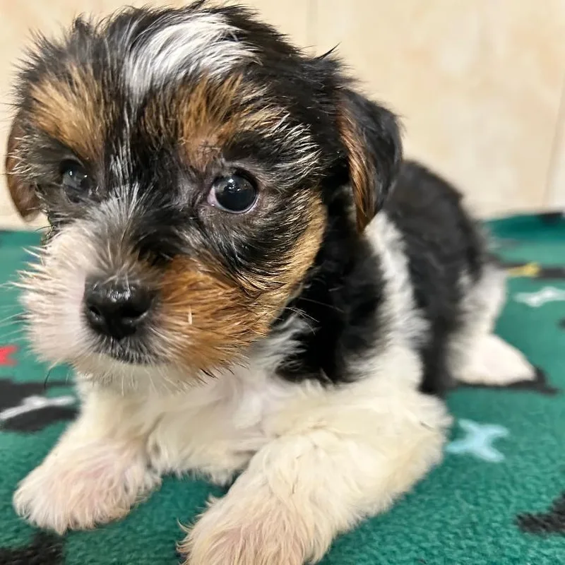 A baby small-sized female Yorkshire Terrier dog named Holly for adoption in Bartonsville, PA