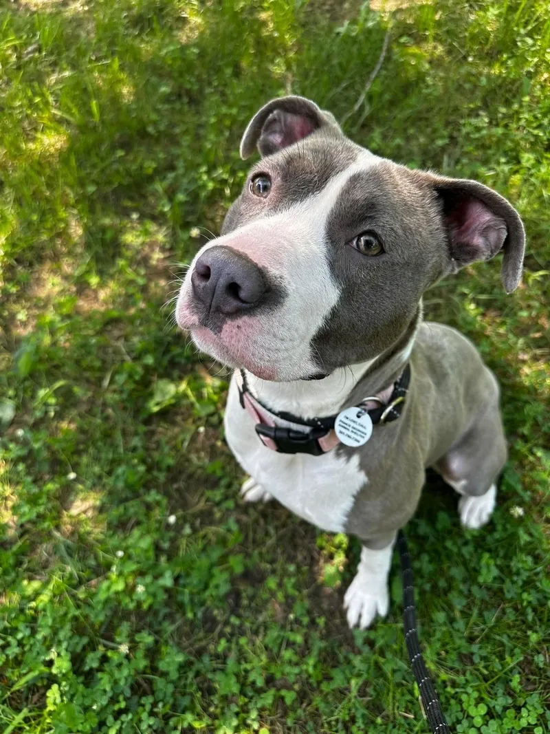 A young medium-sized female Pit Bull Terrier dog named Wendy for adoption in Rockville, MD