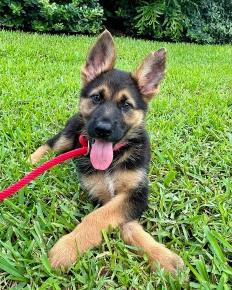 A baby medium-sized female German Shepherd Dog dog named Lovely for adoption in Royal Palm Beach, FL