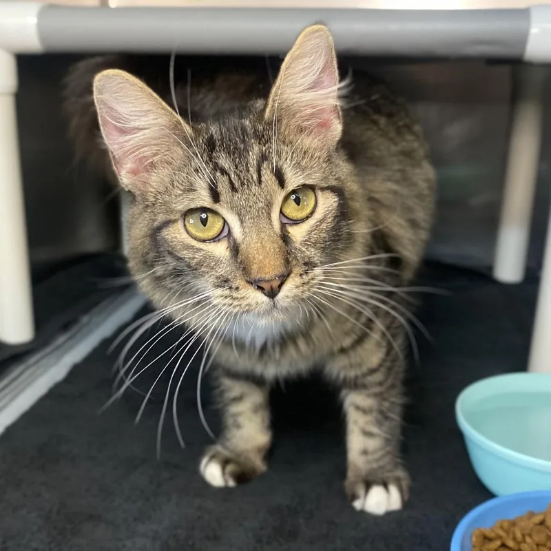 A young medium-sized female Brown / Chocolate Domestic Medium Hair cat named Catti Labelle for adoption in Palm Springs, CA