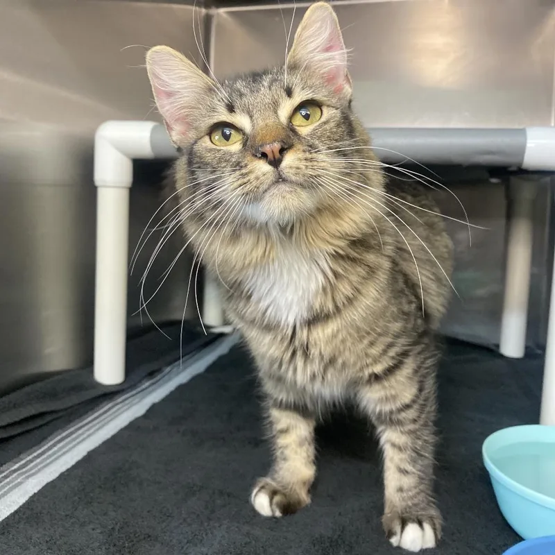 Catti Labelle thumbnail 2