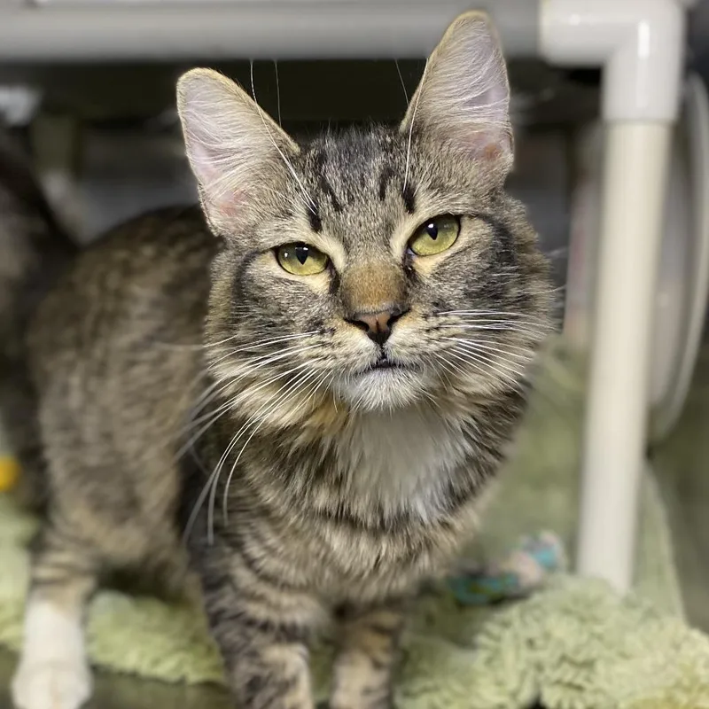 Catti Labelle thumbnail 3