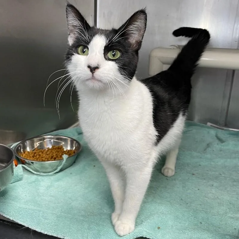 A young medium-sized male Domestic Short Hair cat named Levi for adoption in Roanoke, VA