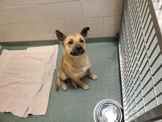 An adult medium-sized female Mixed Breed dog named Linda for adoption in Santa Fe, NM