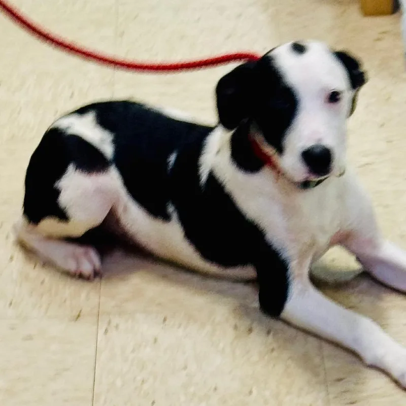 A young medium-sized male White / Cream Dalmatian dog named Omaha for adoption in Lucedale, MS