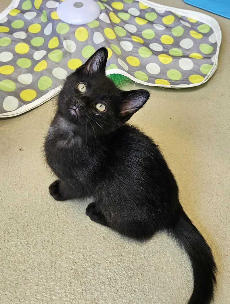 A baby small-sized male Black Domestic Short Hair cat named Reggie for adoption in Bluffton, IN