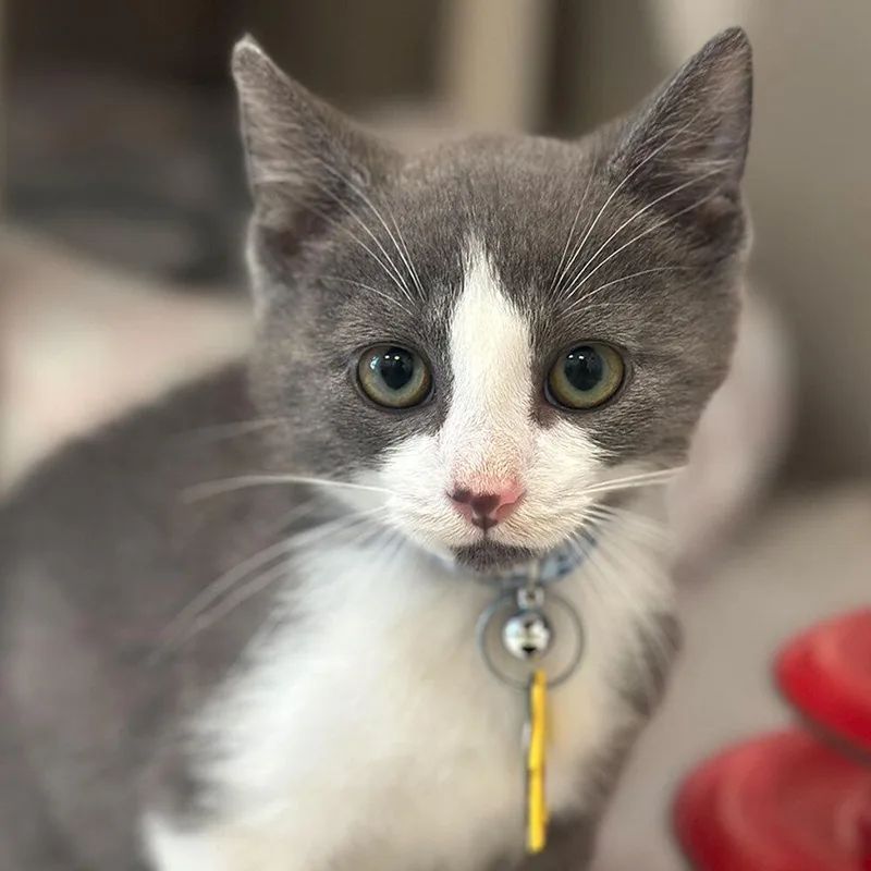 A baby small-sized male Domestic Short Hair cat named Mango for adoption in Port Washington, NY
