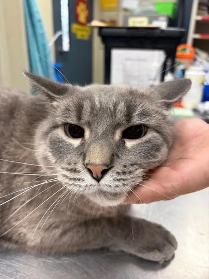 A senior extra large-sized male Domestic Short Hair cat named Chico for adoption in Baraboo, WI