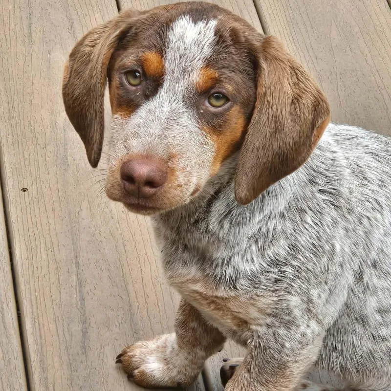 A baby medium-sized female Yellow / Tan / Blond / Fawn German Shorthaired Pointer dog named Sally Mae for adoption in Fairfax Station, VA