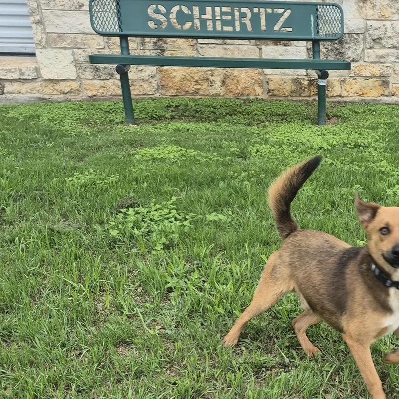 A young small-sized male Shepherd dog named Tango for adoption in Schertz, TX