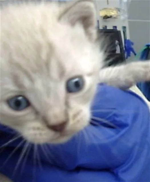 A baby medium-sized male Domestic Medium Hair cat named Geto for adoption in Dallas, TX
