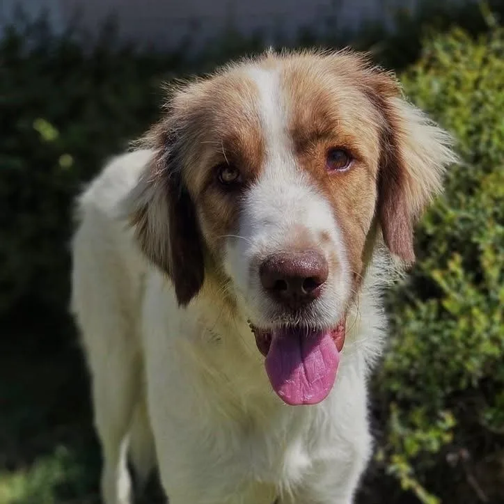An adult large-sized female Great Pyrenees dog named Nina for adoption in University Place, WA