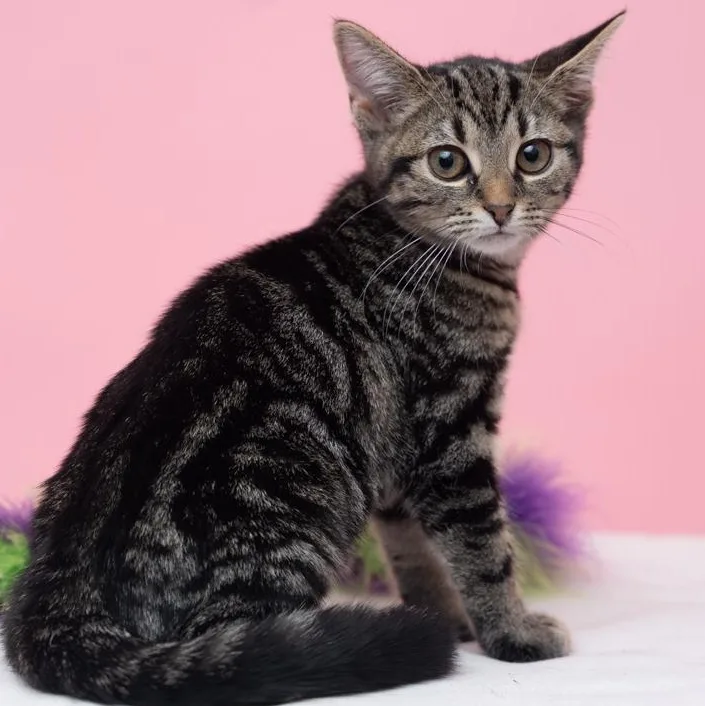 A baby medium-sized female Tabby cat named Blair COMPLETE HEARTTHROB for adoption in Bethel, CT