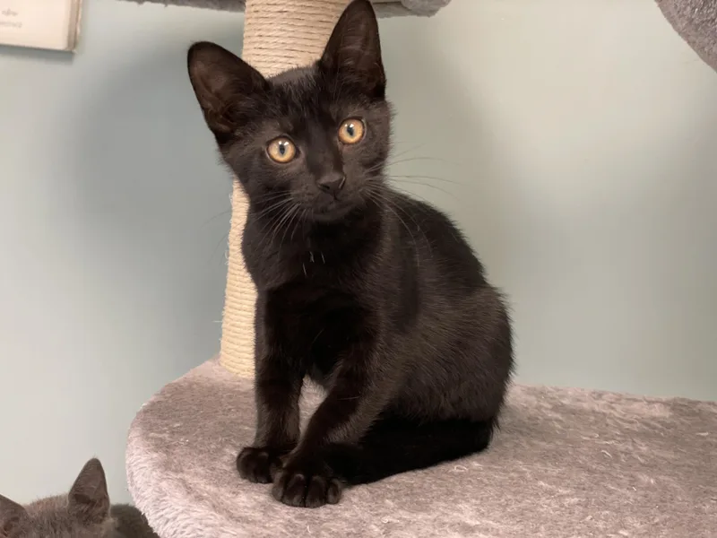 A baby medium-sized male Black Domestic Short Hair cat named JiJI for adoption in Charles Town, WV