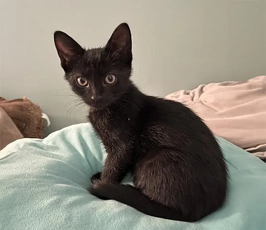 JiJI thumbnail 2