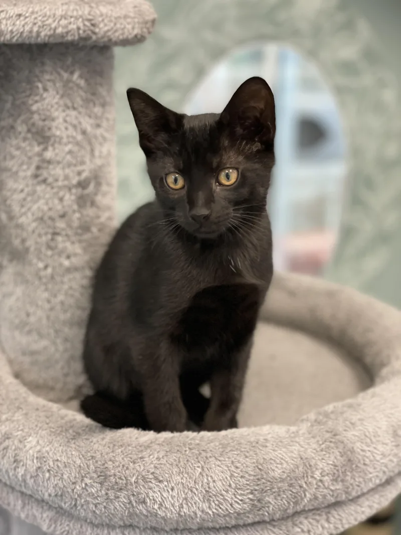 JiJI thumbnail 5