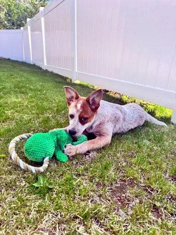 A baby medium-sized male White / Cream Australian Cattle Dog / Blue Heeler dog named Rockwell for adoption in Bedford Hills, NY
