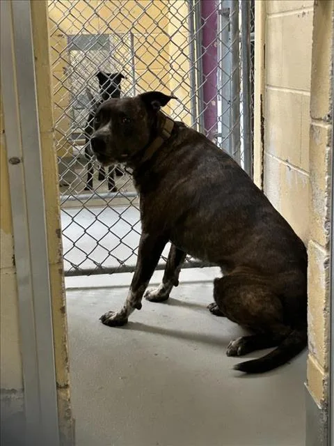 An adult large-sized male Pit Bull Terrier dog named Thing for adoption in Tulsa, OK
