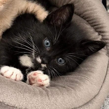 A baby small-sized male Black Domestic Short Hair cat named Emperor Penguin for adoption in Austin, TX