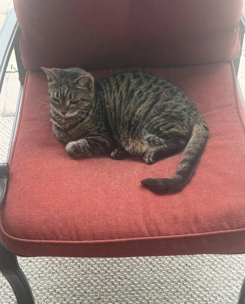 A senior medium-sized female Tabby (Buff / Tan / Fawn) Domestic Short Hair cat named Sydney for adoption in Bonita Springs, FL