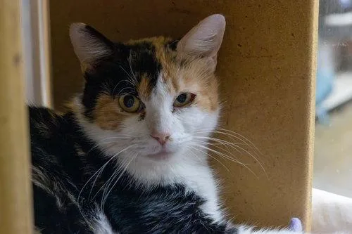 An adult medium-sized female Domestic Short Hair cat named Rosie for adoption in Cary, NC
