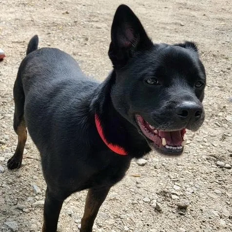 An adult medium-sized male Black Australian Cattle Dog / Blue Heeler dog named Benny for adoption in Manhasset, NY