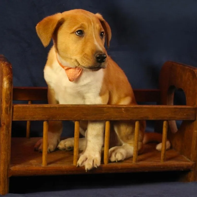 A baby medium-sized male Yellow / Tan / Blond / Fawn Mixed Breed dog named Cyrus for adoption in Cincinnati, OH