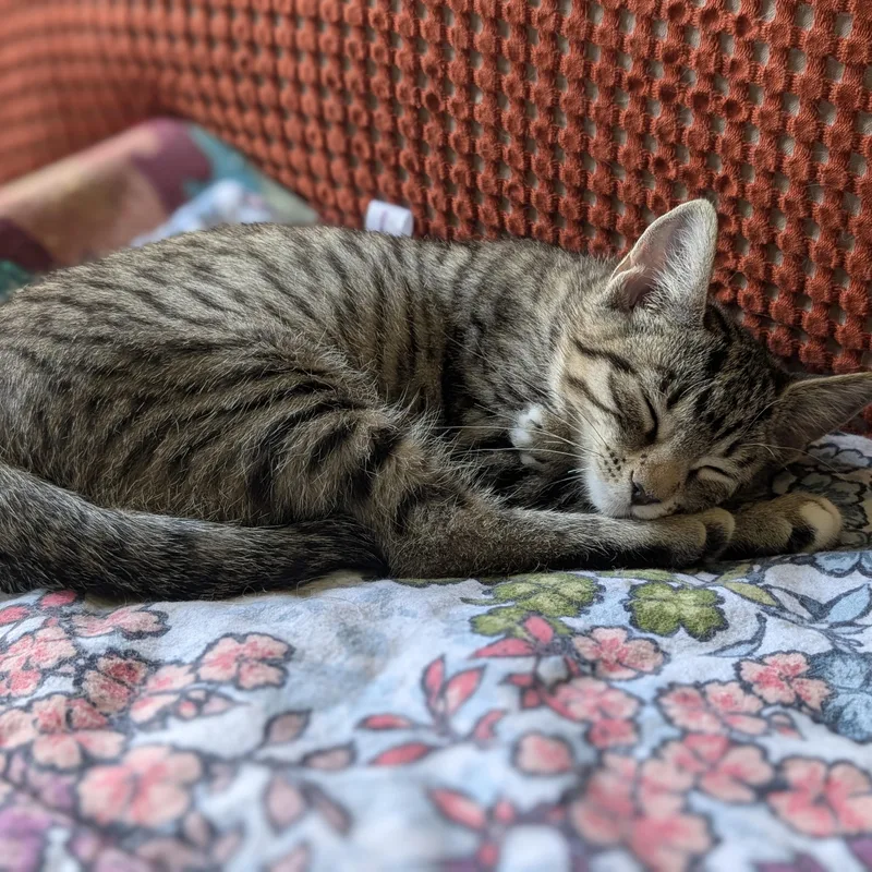 A baby medium-sized female Tabby (Brown / Chocolate) Domestic Short Hair cat named Luna for adoption in Renton , WA