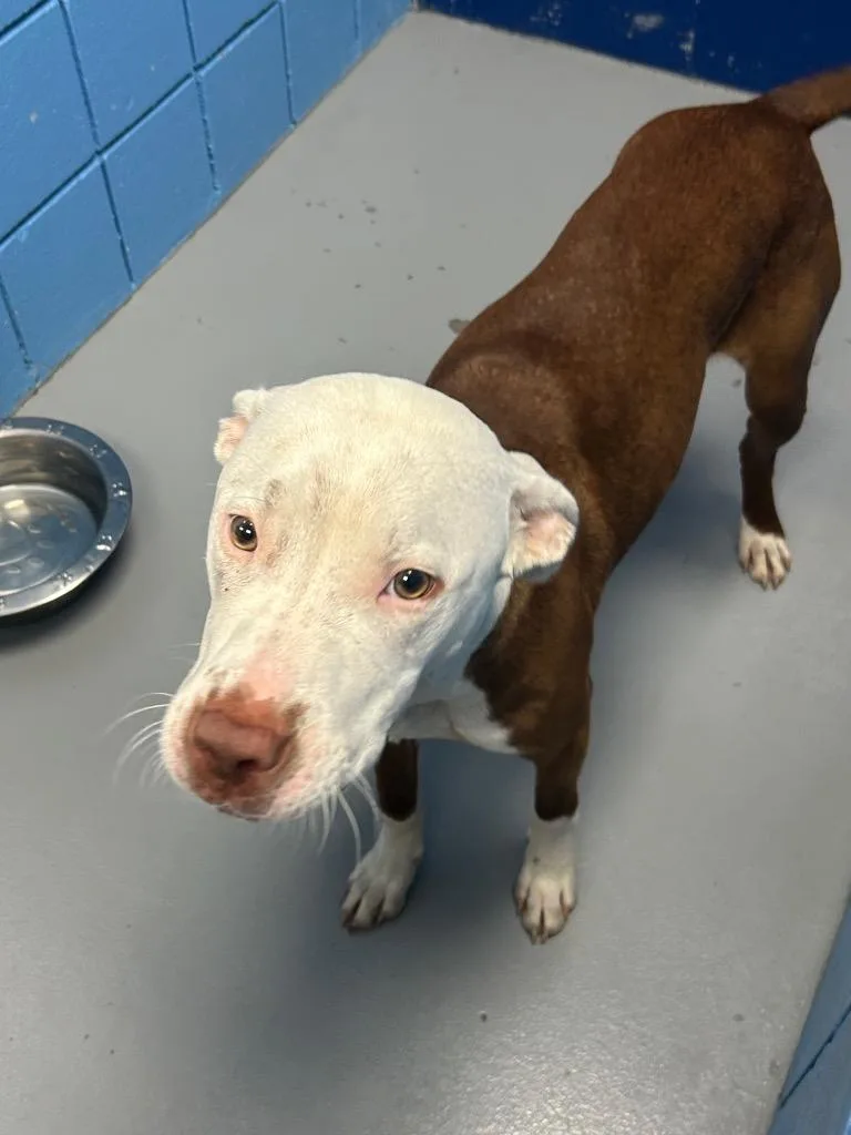 A young medium-sized male Pit Bull Terrier dog named Pope for adoption in Hartsville, SC