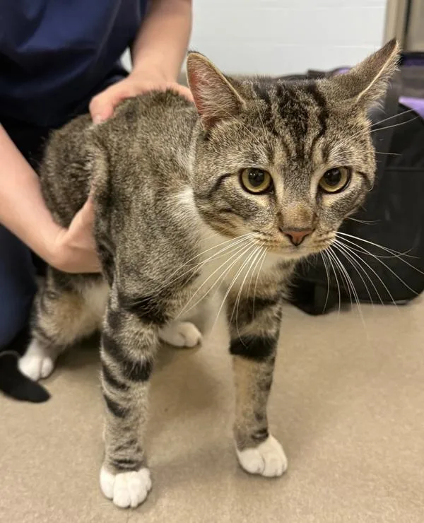 A young medium-sized male Domestic Short Hair cat named Manchas for adoption in Millersville, MD